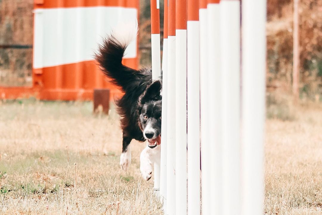 Chien sportif agility